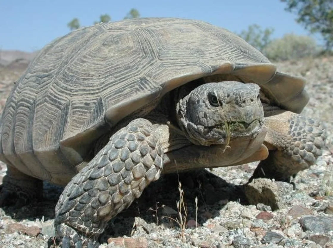 Ancestors Of Turtles