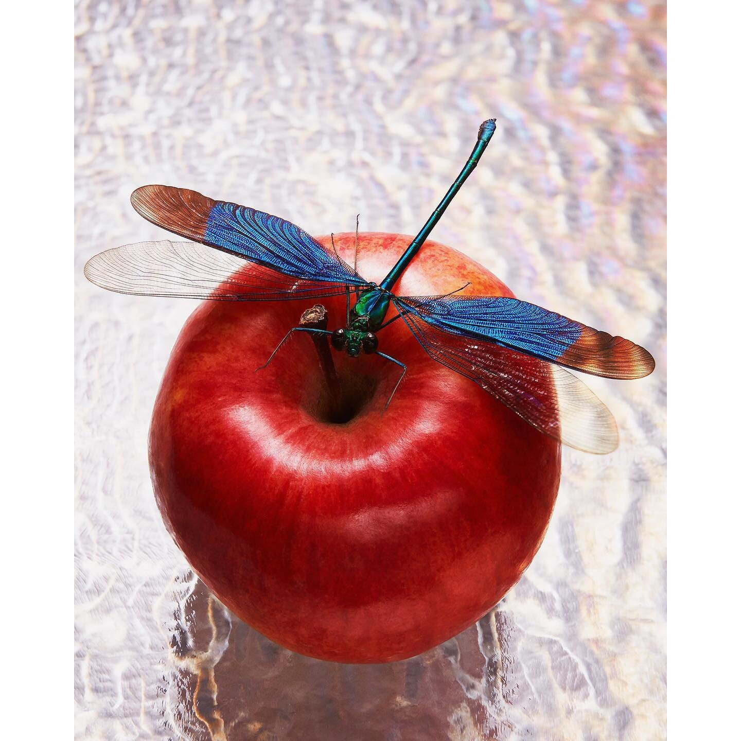 🍎🪰
-
-
-
-
-
#apple #dragonfly