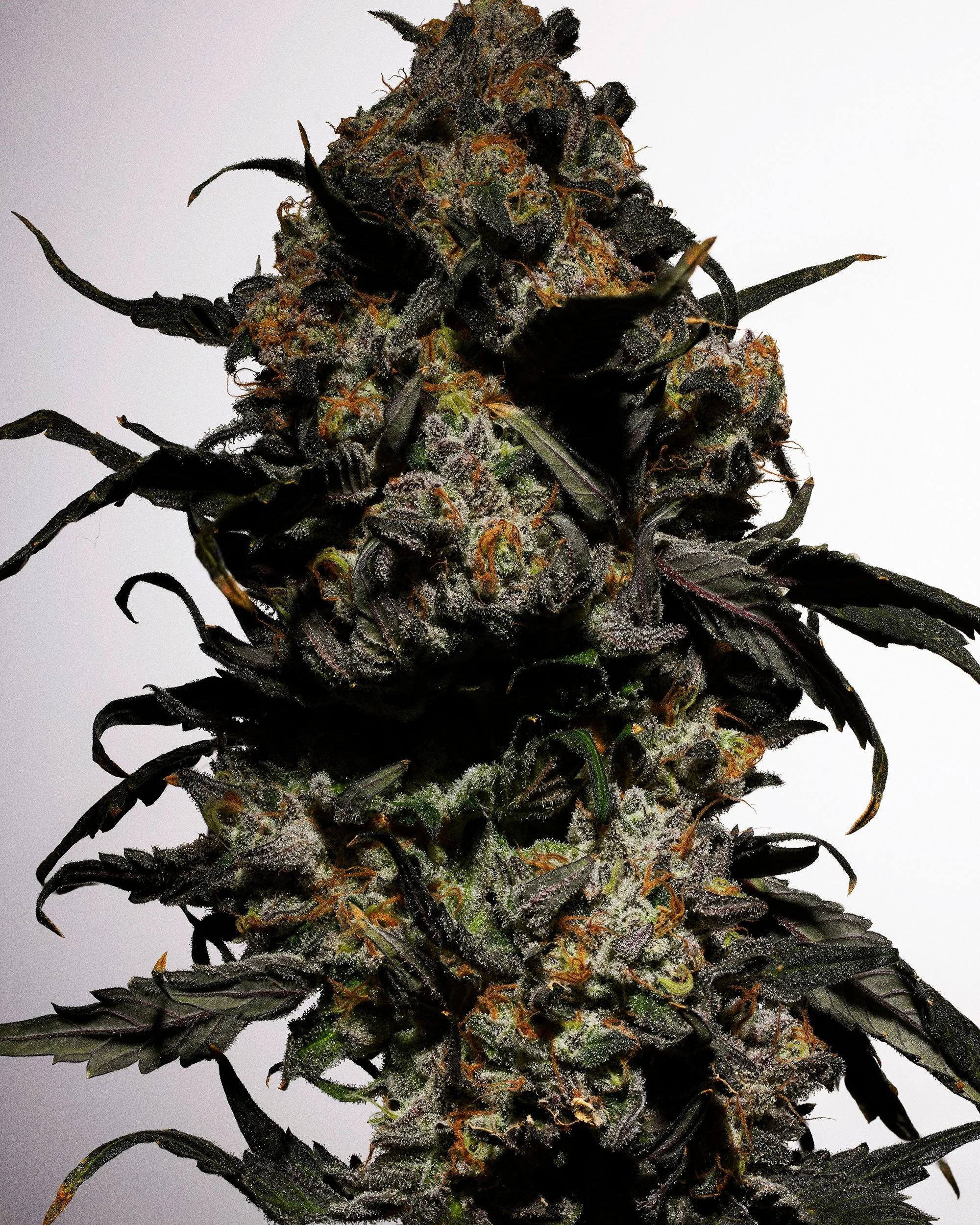 120425_cannabis_1_112-copy.jpg
