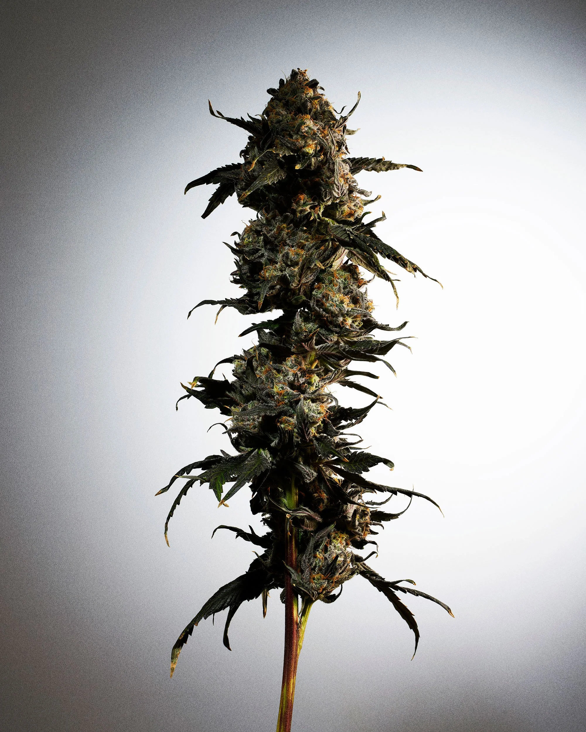 120425_cannabis_1_102-copy.jpg
