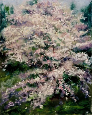 Spring Dogwood