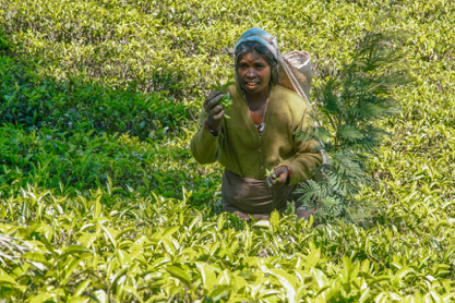 A woman harvests some of Sri Lanka’s famous tea leaves. The work is labor intensive and pays a punishingly low wage.