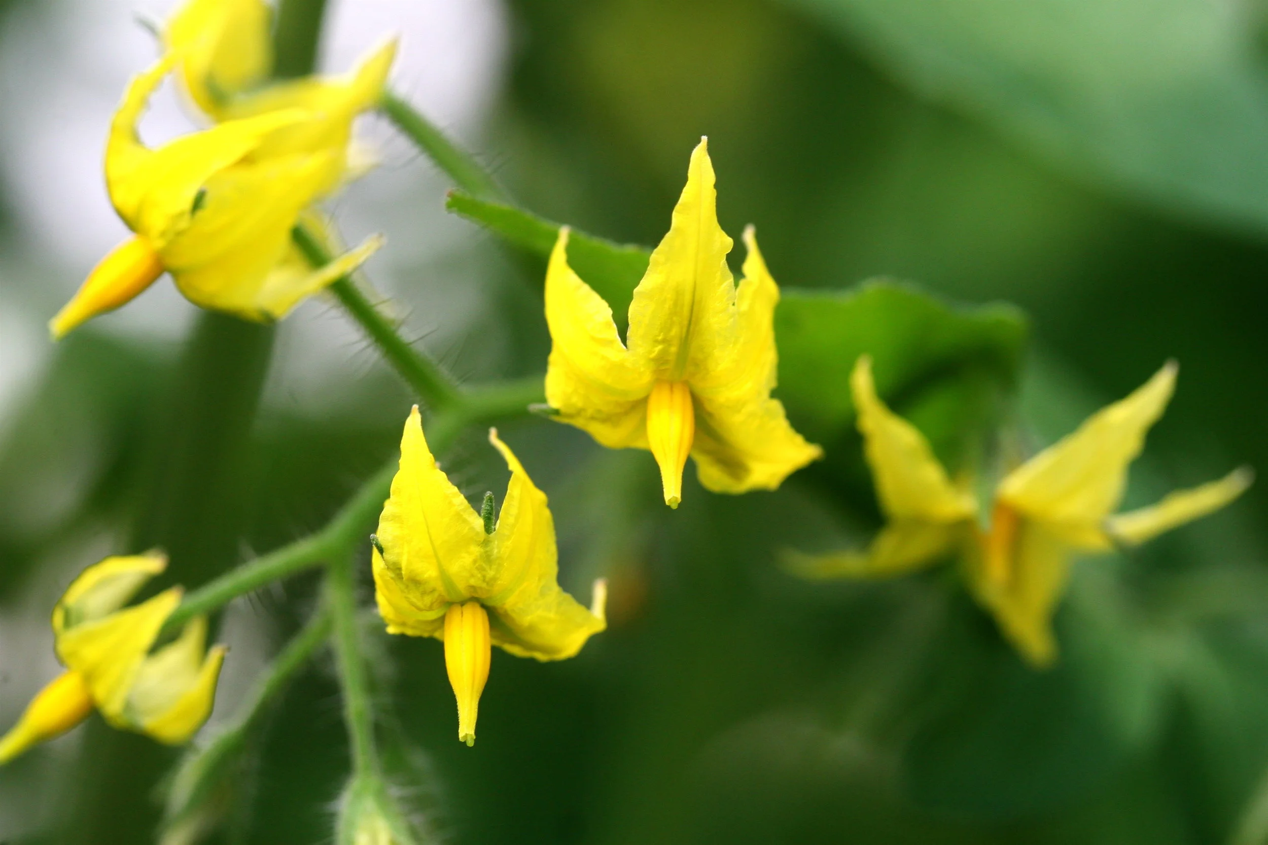 Tomato flowers before fertilization and fruit formation