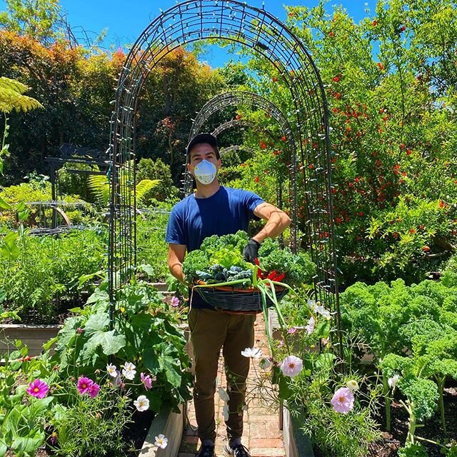 Freshly harvested 🥬