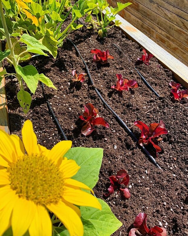 Nothing like some blooming sunflowers in the garden to ring in the warmer weather 🌻