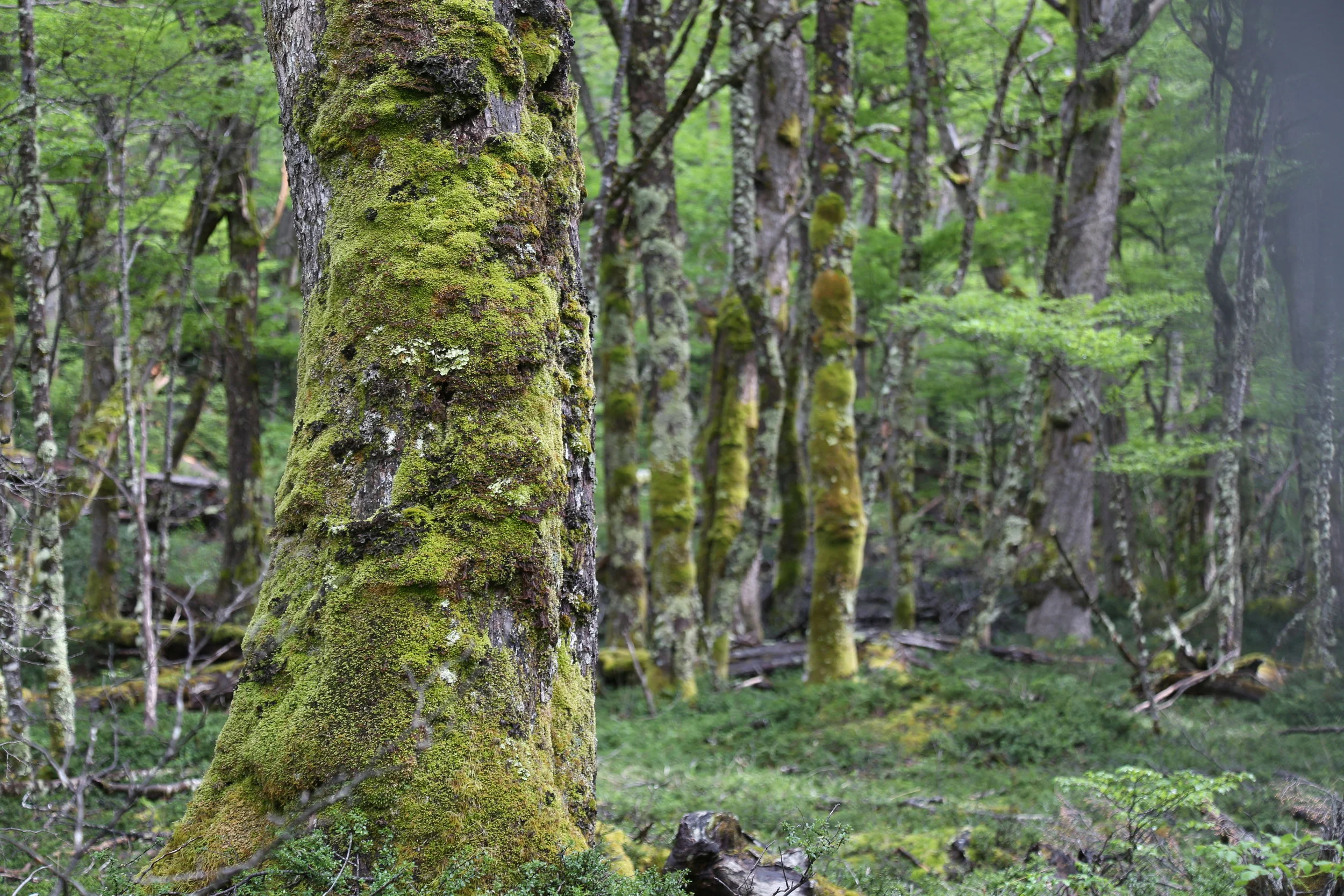 Old-Growth Nothfagus Forest (Day 5) 
