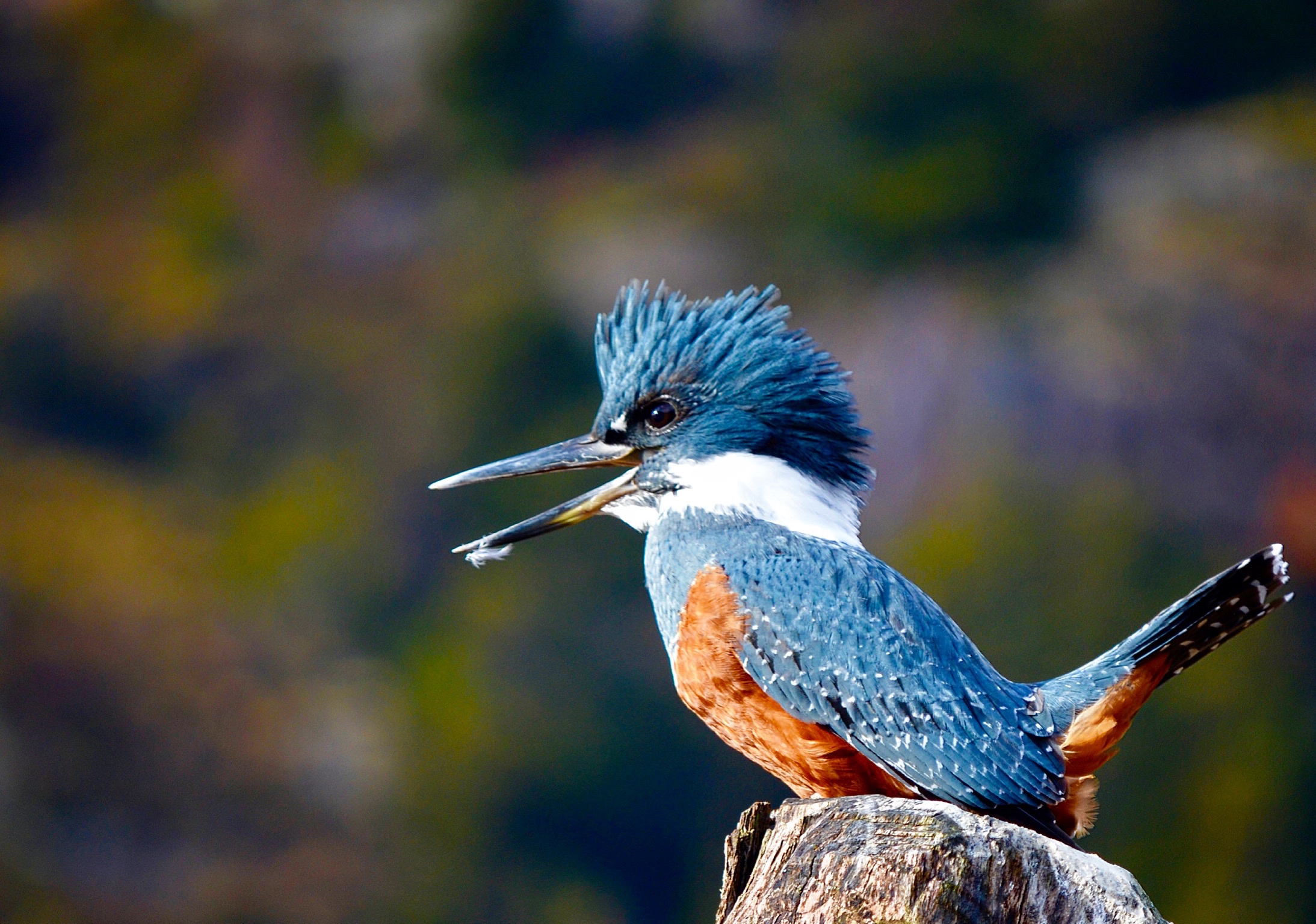 A Kingfisher Comes to Visit