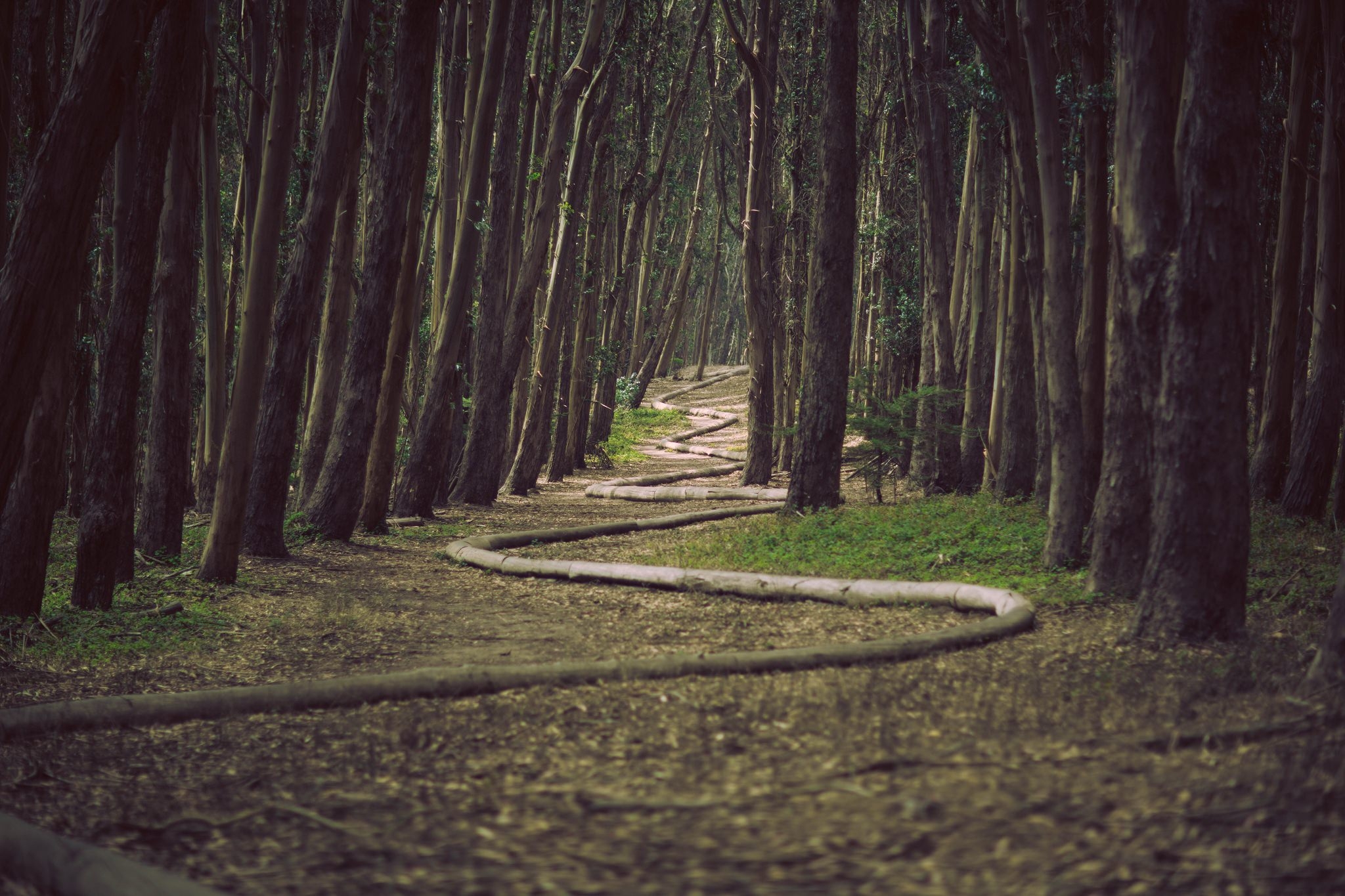 wood snake in the woods.JPG