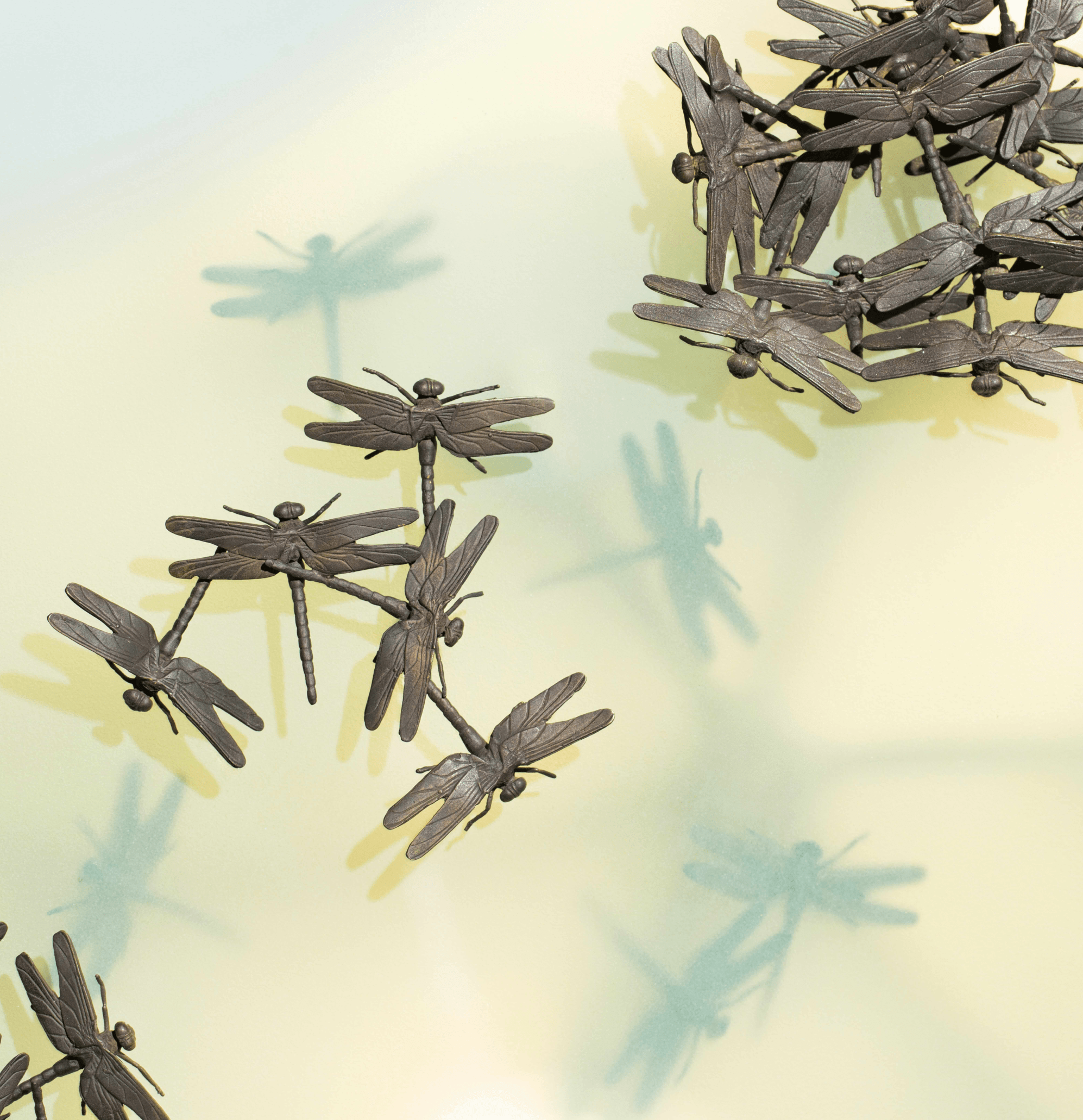 driscoll_detail_1.png