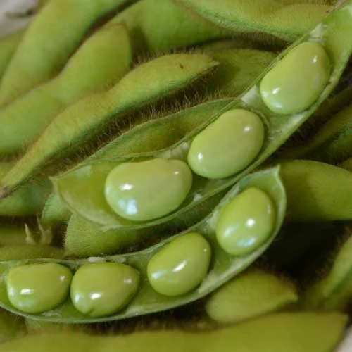1468C-fiskeby-soybean.jpg