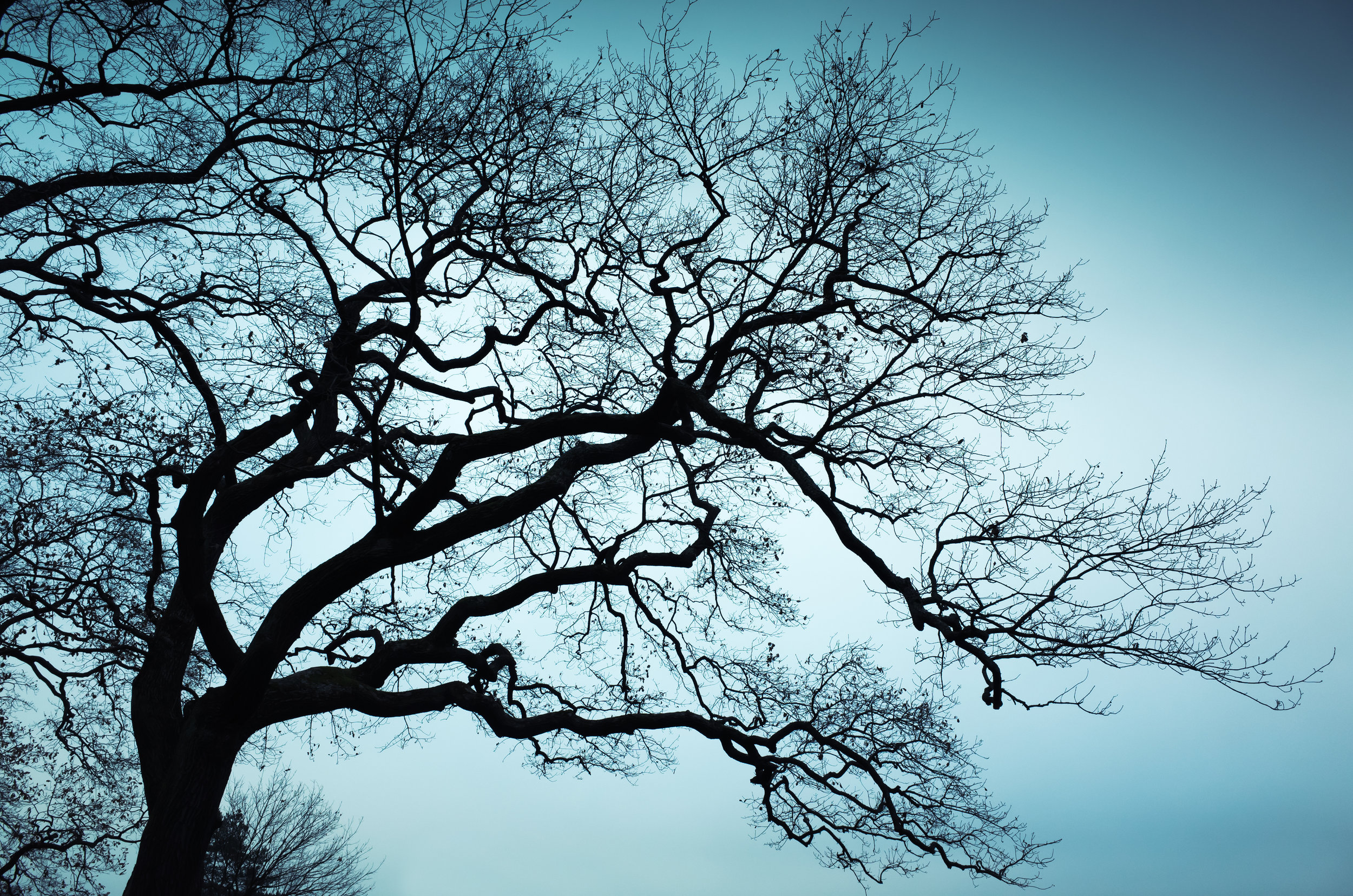 tree.jpeg