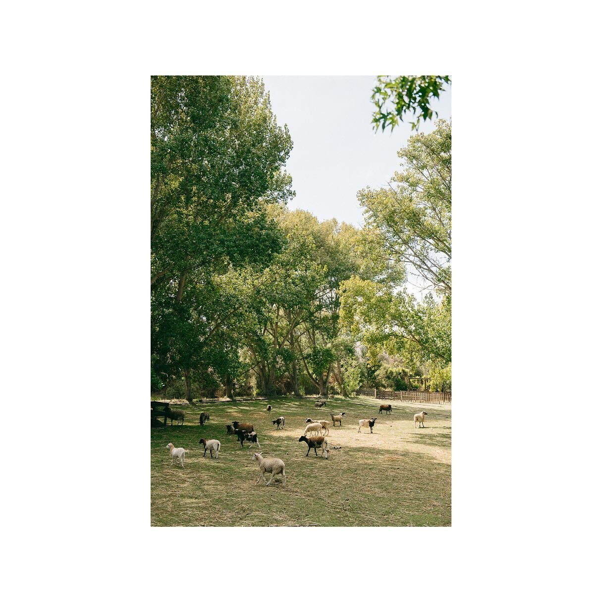 All the guests (including these sheep) had amazing style. 

venue: @hilltopguestranch
florals: @jausofvern 
dj: @dartcollective
catering: @rascalsvegan
bar: @craftedcocktailssb 

.
.
.
.
.
.
.
.
.
.
.
#wedding #weddingphotography #socalwedding #bride