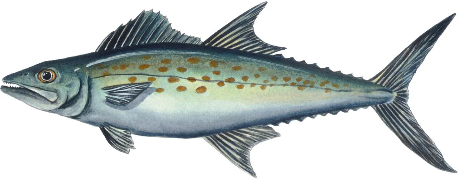 11spanishmackerel.jpg