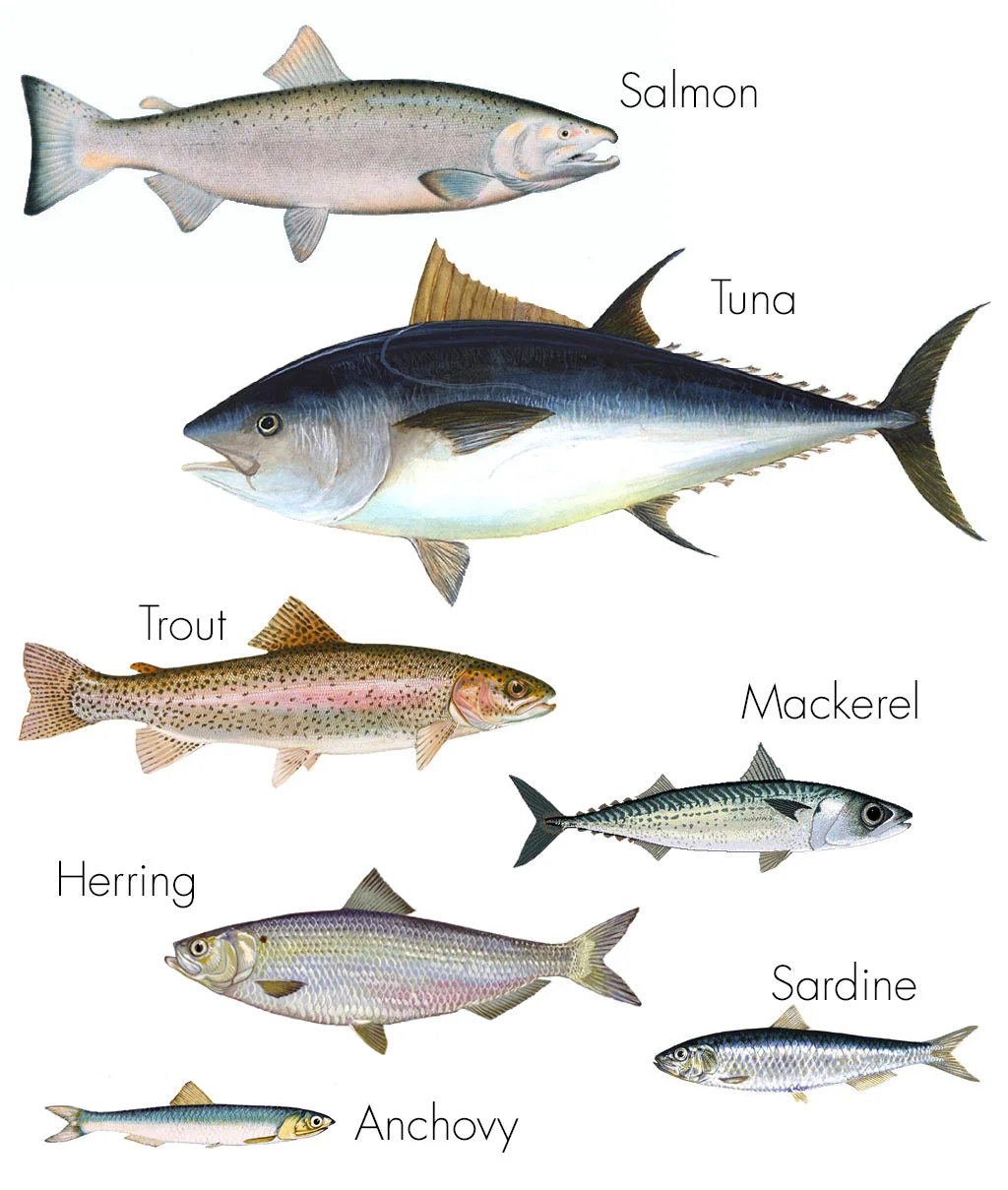 OILY-FISH.jpg