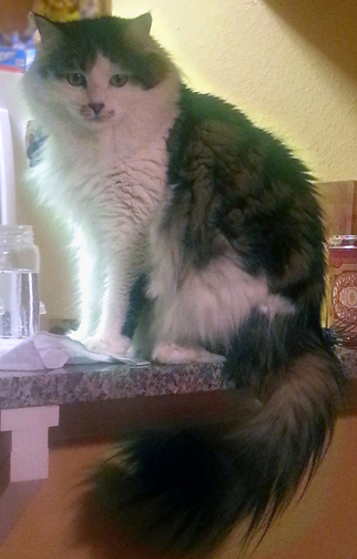 Kitten #3 - Raku, almost fully grown.