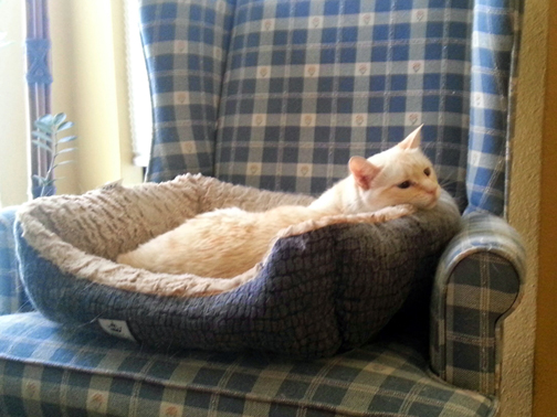 Carmela asleep in the living room, pretending that she's an only cat.