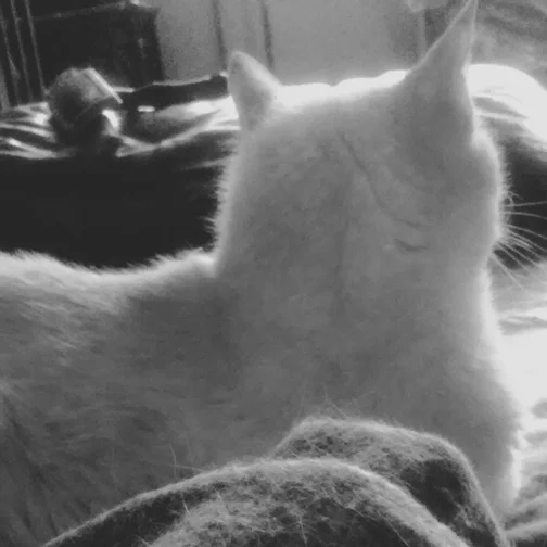 Carmela in the morning, allows me to pet her as long as she can't see it happen.