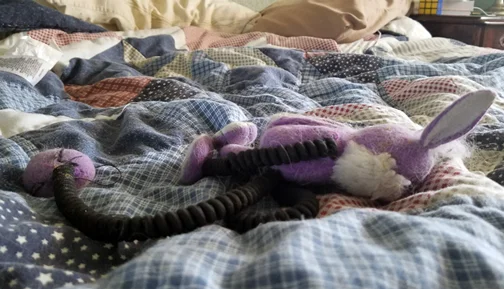 She moved her favorite mouse toy to my bed. My baby has come home.