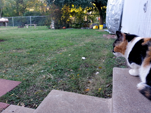 She's never really very far from home