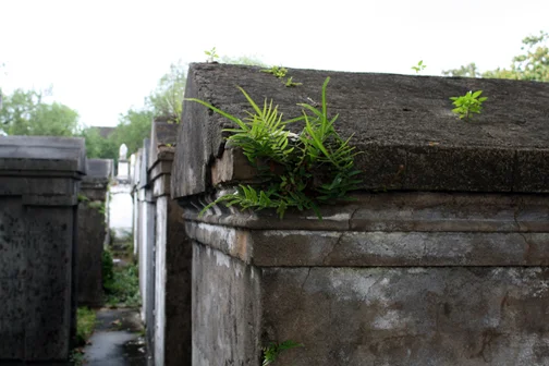 They can't keep nature from encroaching on their structures, especially in such a tropical place as New Orleans, La