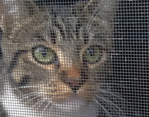 WindowScreen-4.jpg