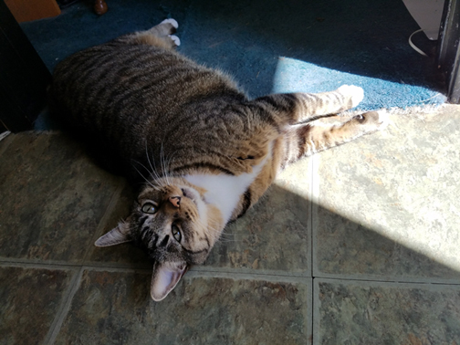 Cleo, looking up from her sunbeam when she saw my phone camera