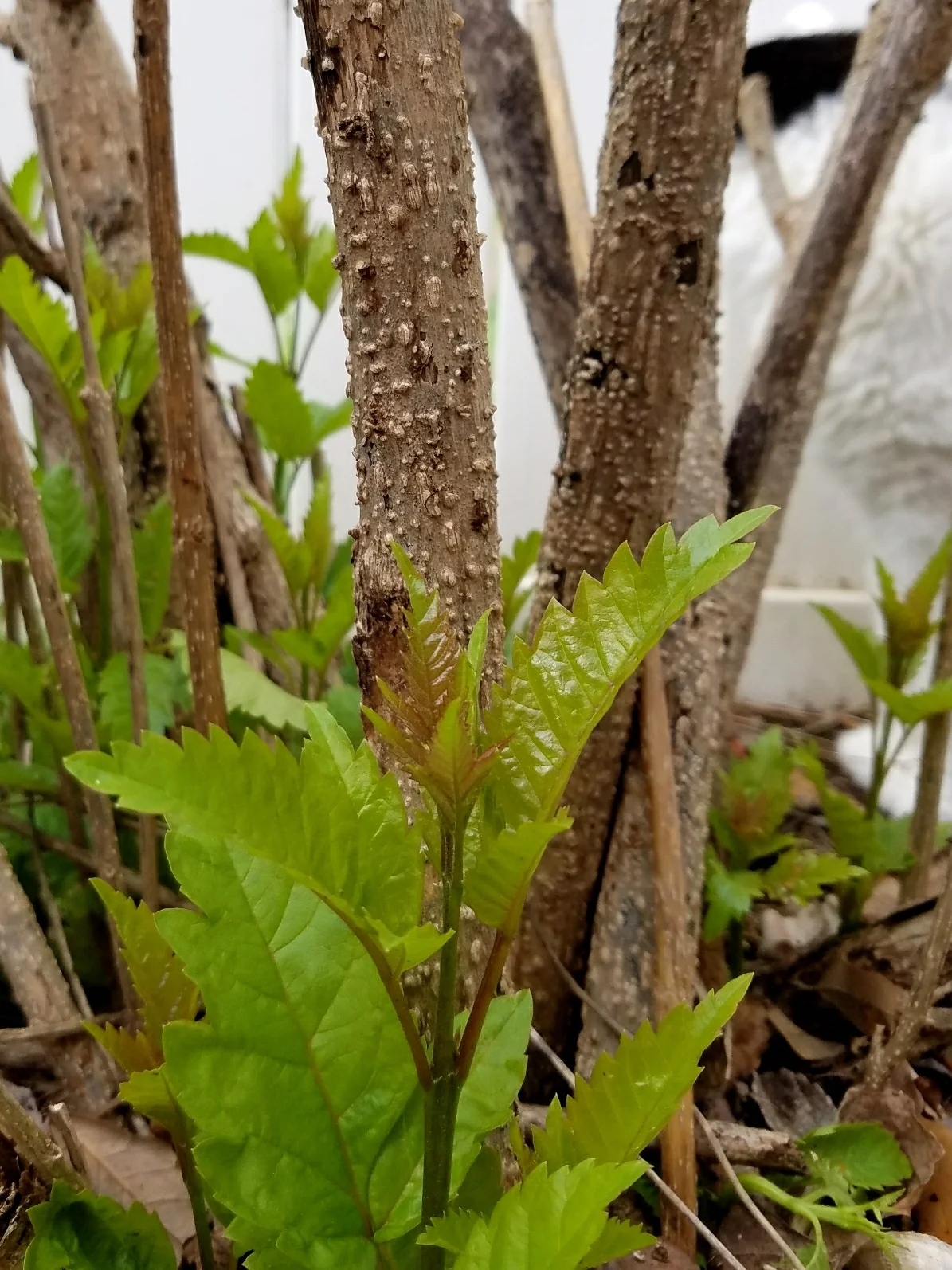 Esperanza bush in early Springtime