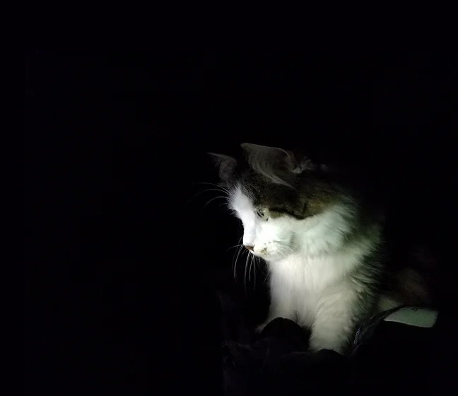 Raku finds this episode particularly captivating.
