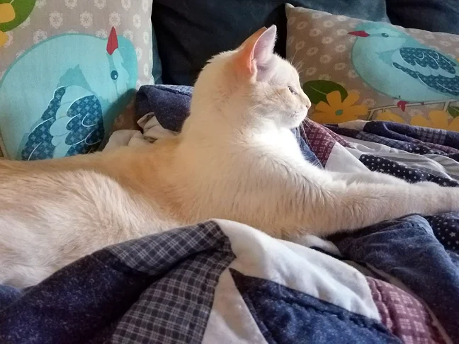 Carmela, contemplating the world through a window