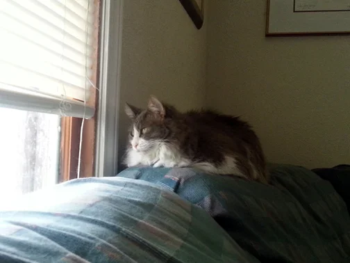 You lived a good life. Go see your mom in heaven. We'll be with you soon. -- A Haiku for Charlotte
