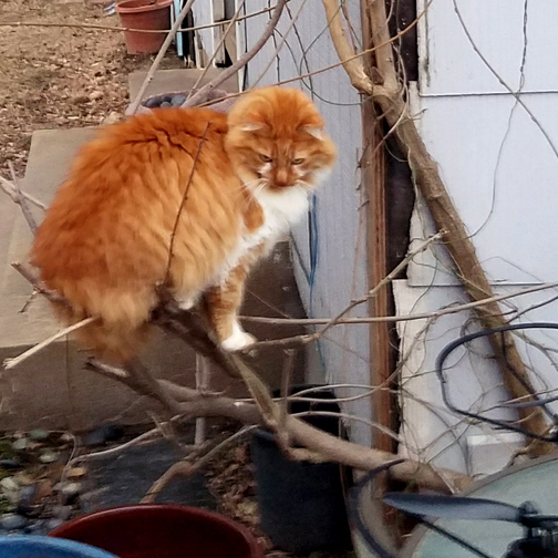 2018-02-12 Punkin 3.jpg