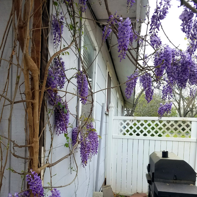  Wisteria's hanging blooms on my patio 