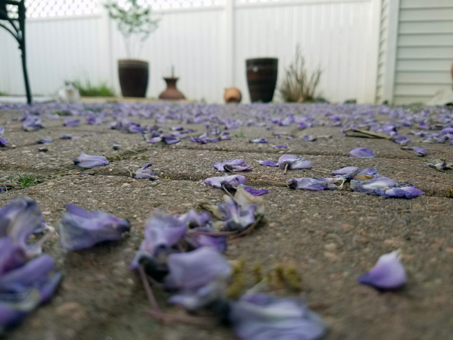  Lovely petals on the ground 