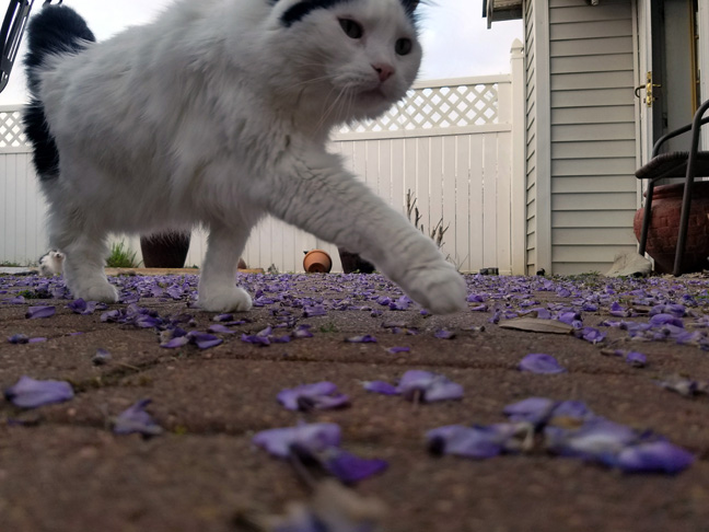  And, one can't lay down to take pictures of petals at the ground level without the cats needing to investigate your behavior. 