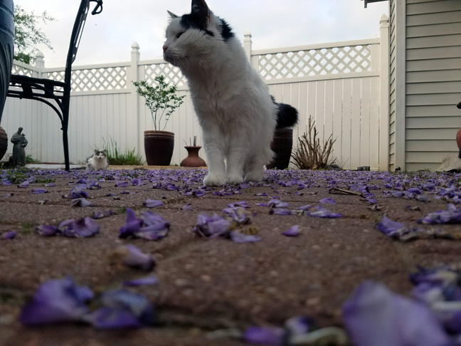  Cats and wisteria petals 