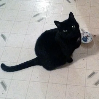 The face of despondency. Alas, her moist food bowl has been empty for hours - and still no gravy.