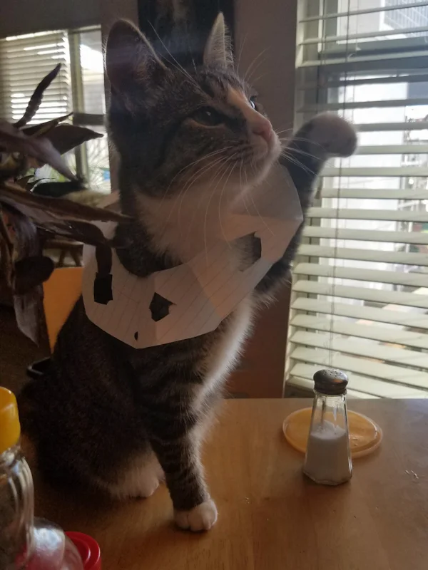 Misty Rose with Ruff