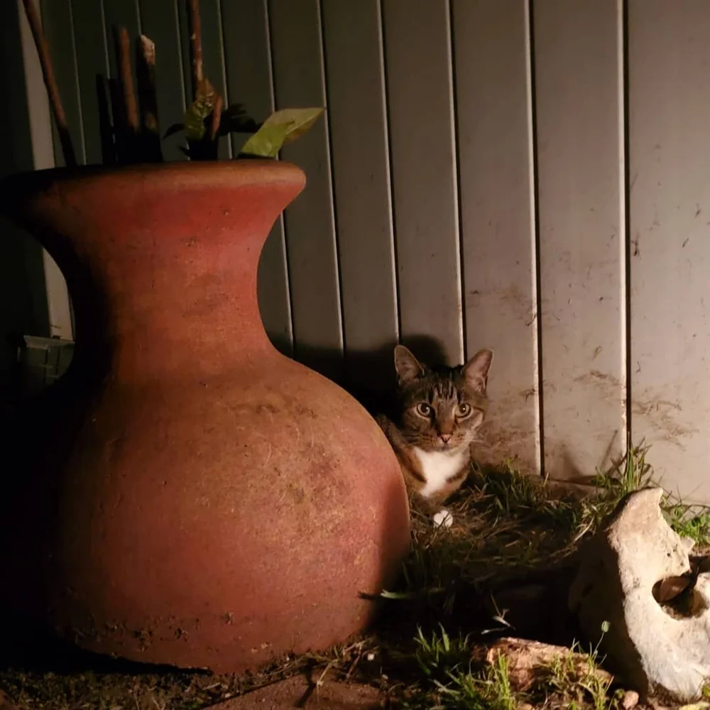 Cleo Hanging Outside at Night