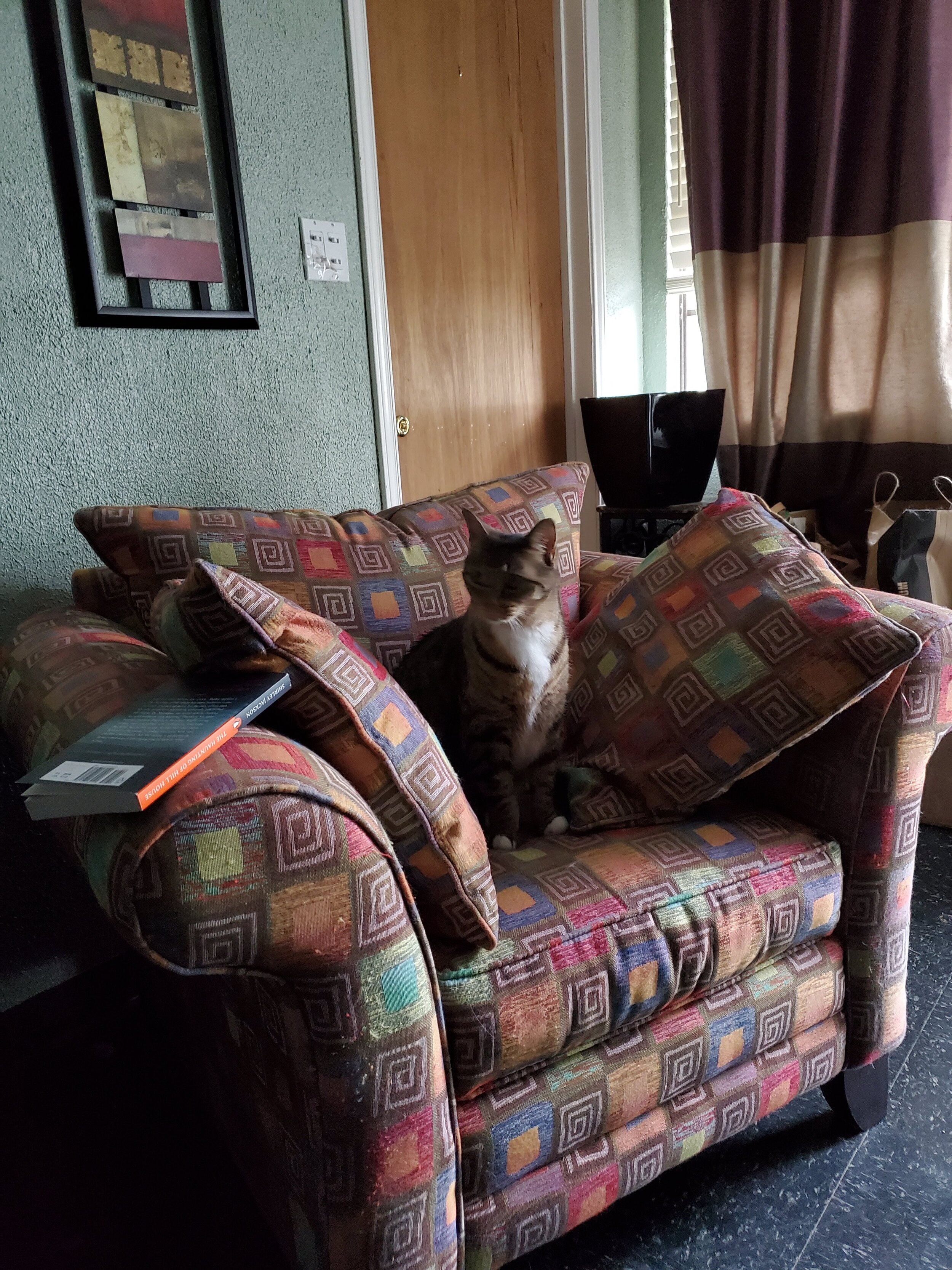 Cleo Sneaking onto a Chair that is Not Hers