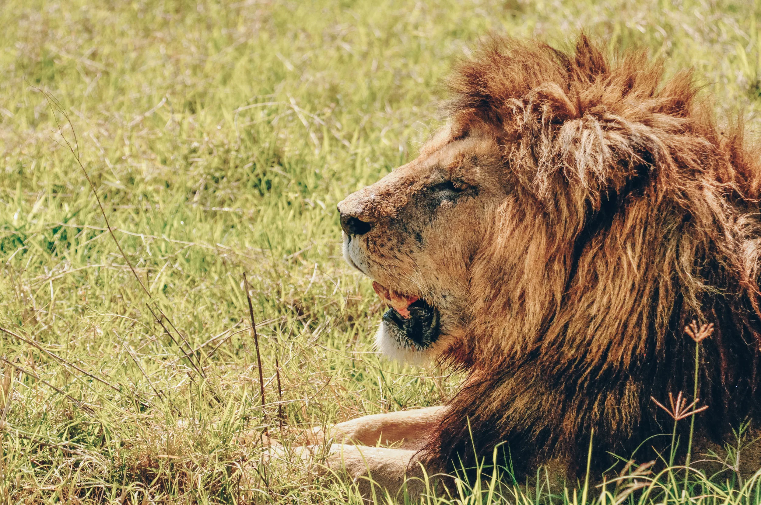 Ngorongoro Crater, Africa 2011