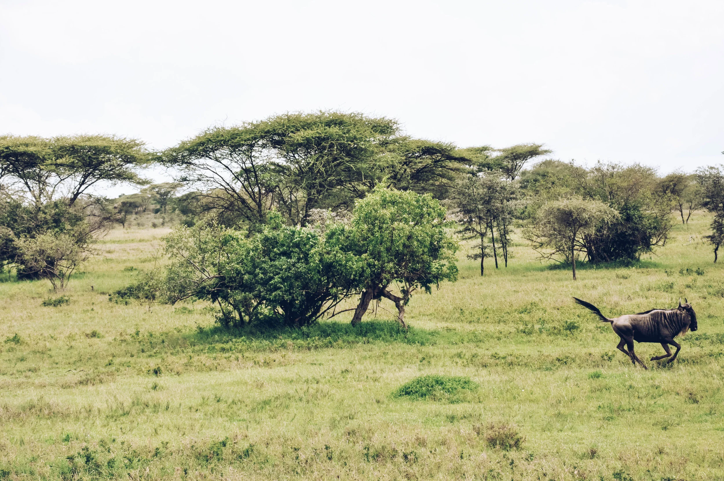 Serengeti National Park, Africa 2011