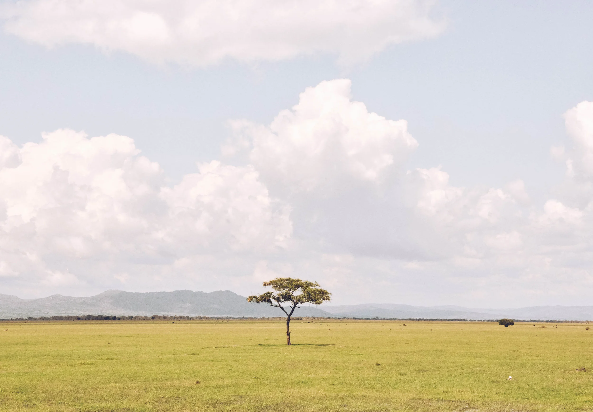Serengeti National Park, Africa 2011
