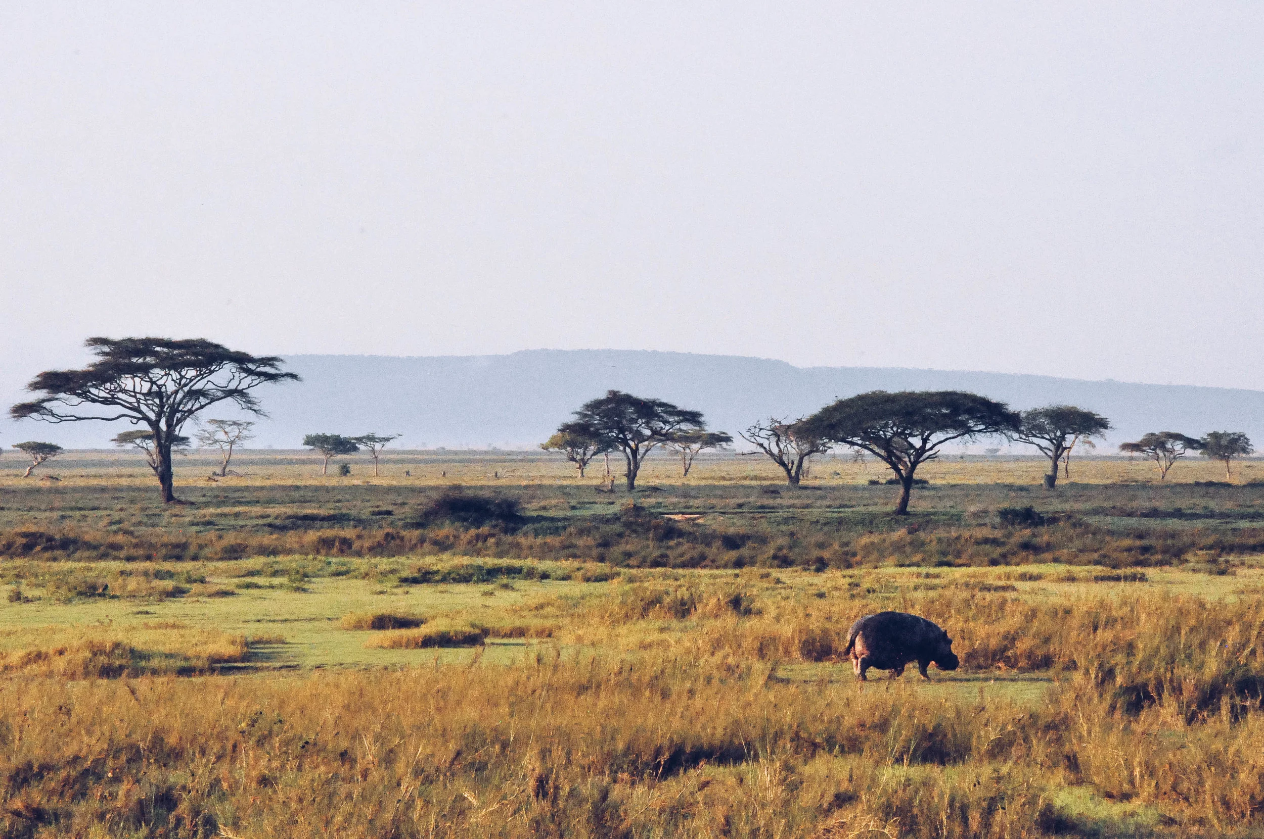 Serengeti National Park, Africa 2011