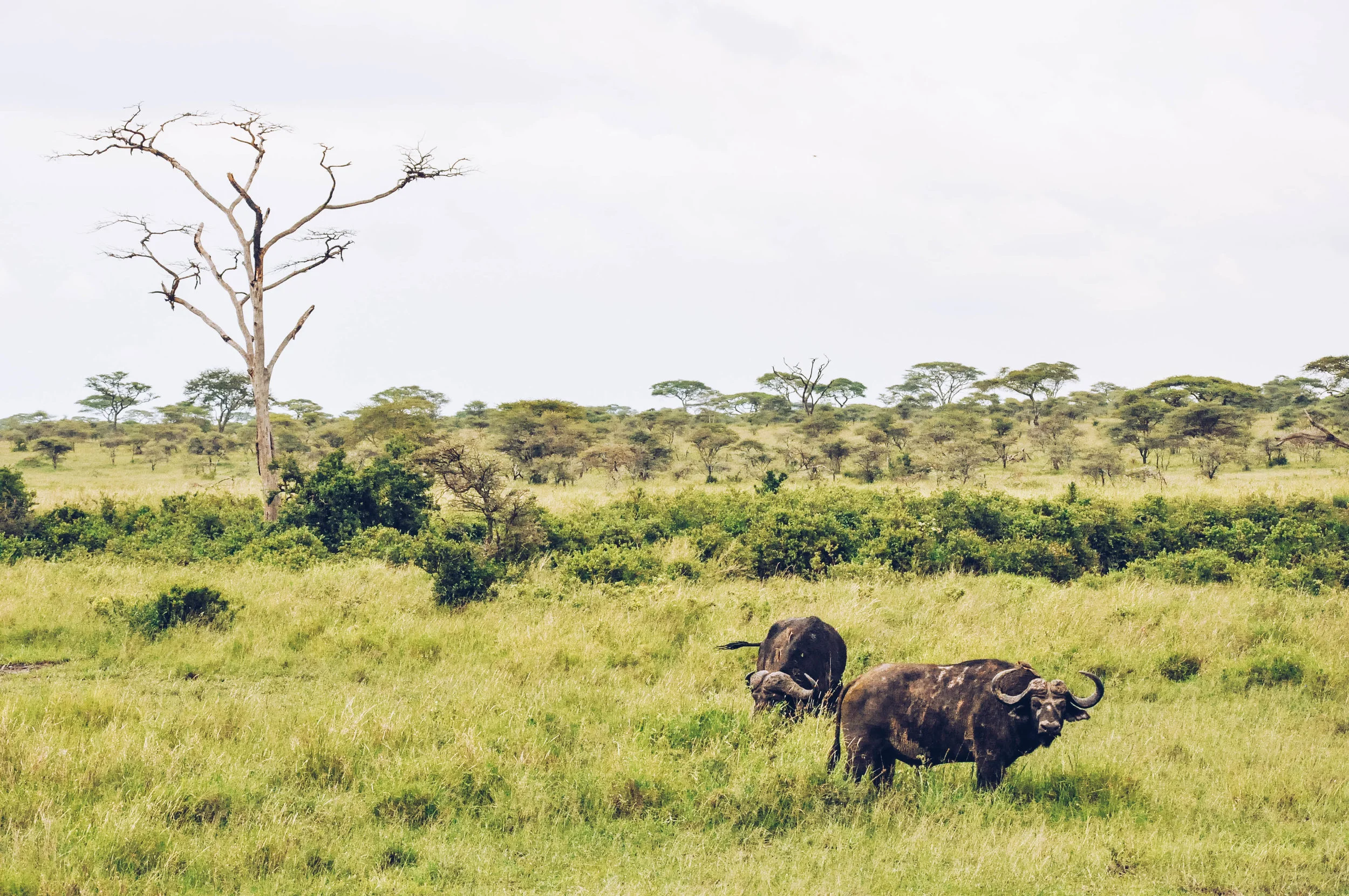 Serengeti National Park, Africa 2011