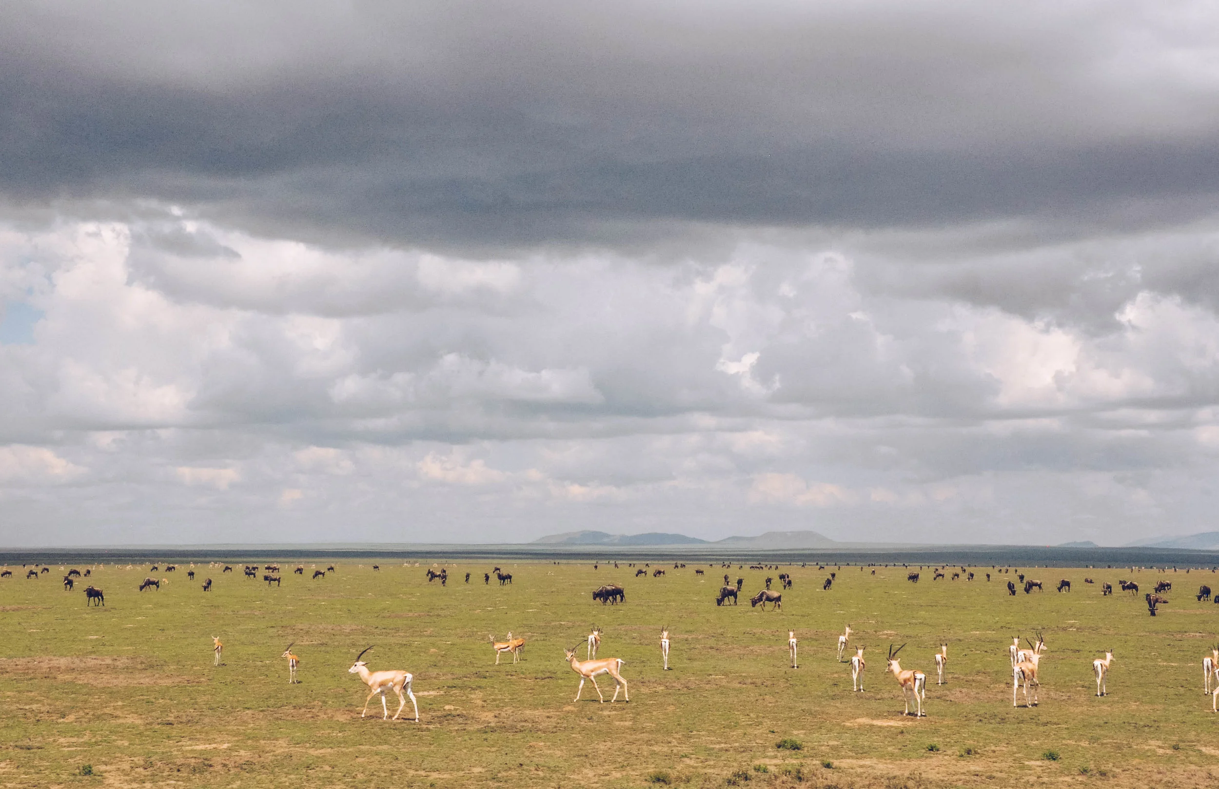 Serengeti National Park, Africa 2011