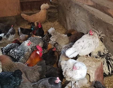 Chickens.png