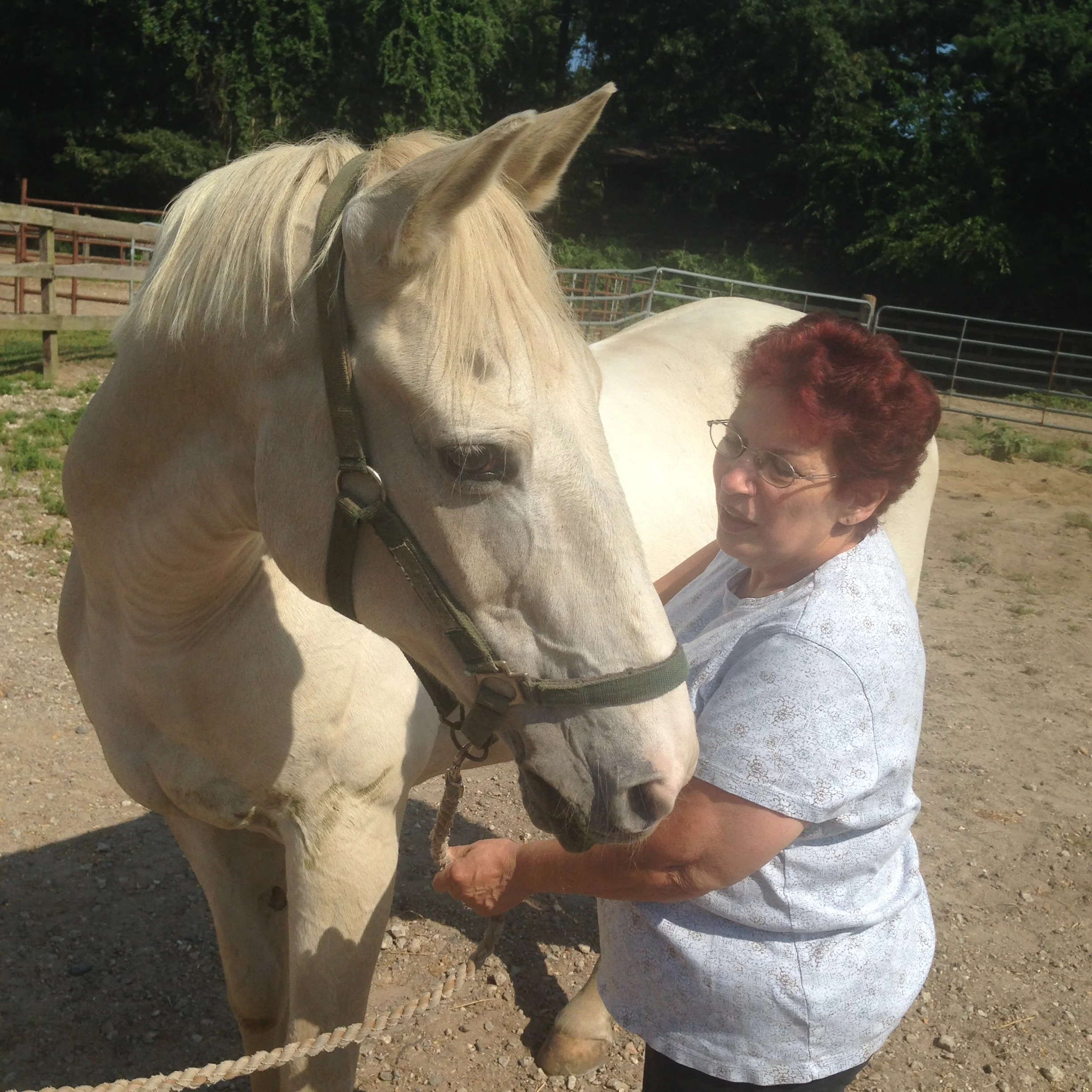 Equine Facilitated Psychotherapy — Sky Riding LI