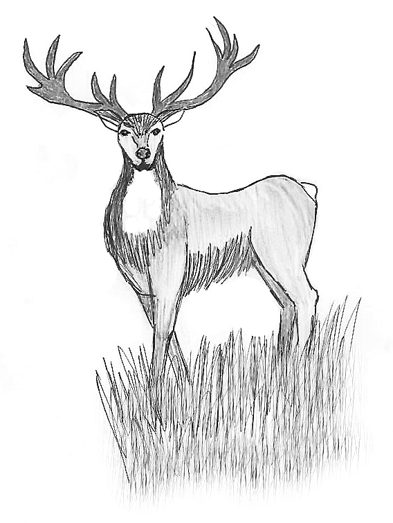 Stag.jpeg
