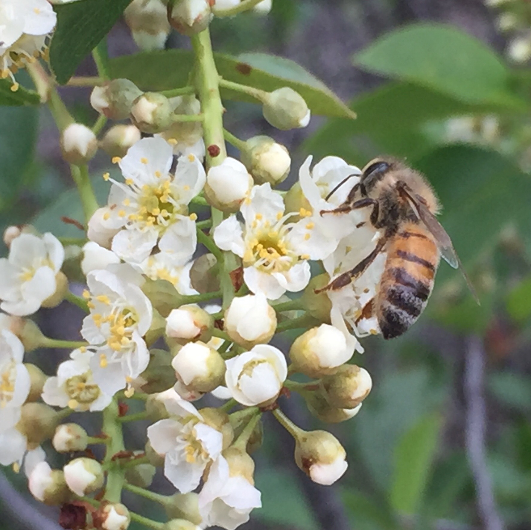 Honey bee on chokeberry flowers