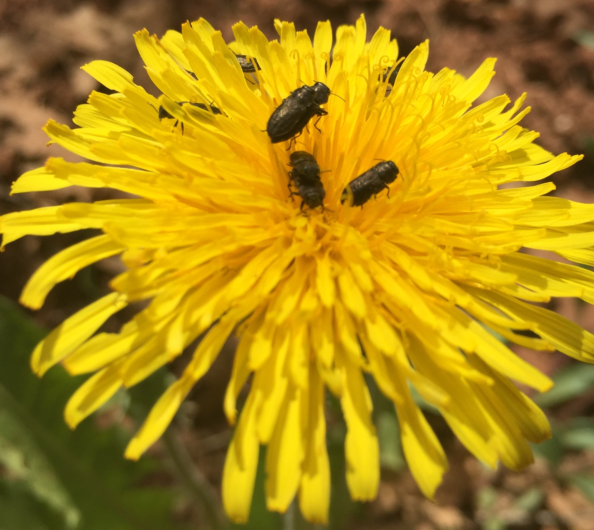 Unknown pollinators on dandelion flower